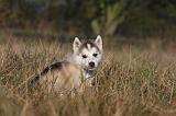 ALASKAN MALAMUTE 495